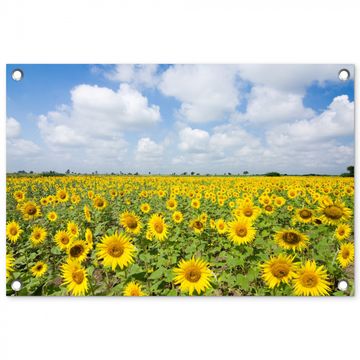 Tuinposter - Uitgestrekt veld zonnebloemen onder een blauwe hemel