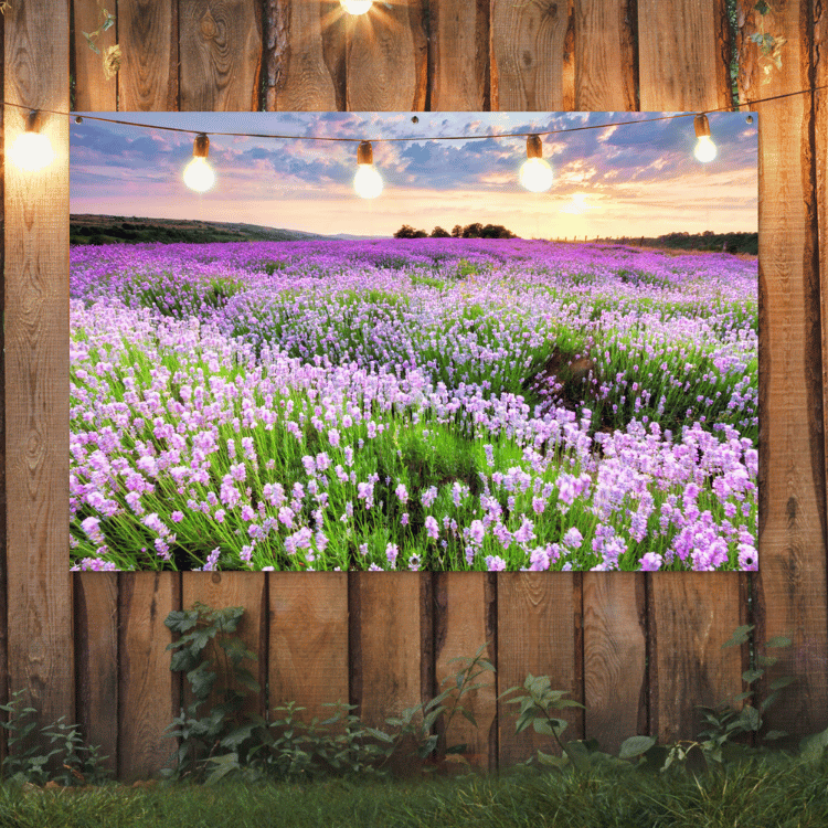 Tuinposter - Bloemen - Lavendel - Paars - Lucht - Zonsondergang - Weide - Natuur